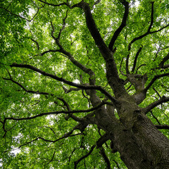 Obraz premium 梅雨のど真ん中