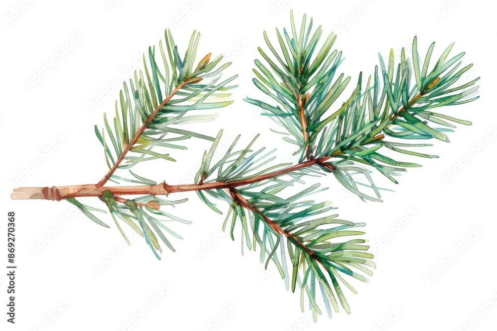 Poster a delicate illustration of a pine tree branch with intricate details