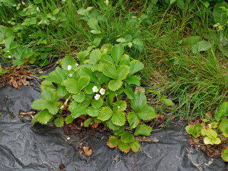 Fraisier planté au jardin