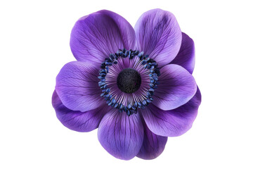 Anemone purple flower isolated on transparent background