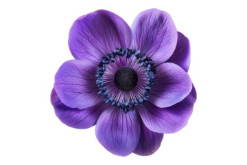 Anemone purple flower isolated on transparent background