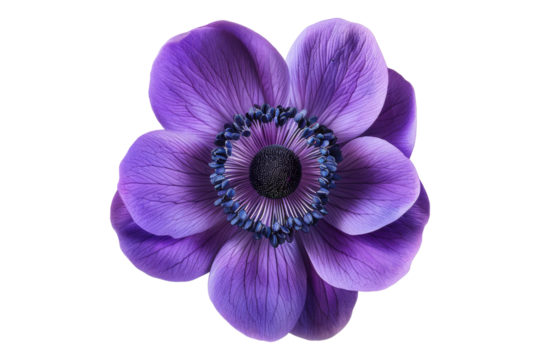 Anemone purple flower isolated on transparent background