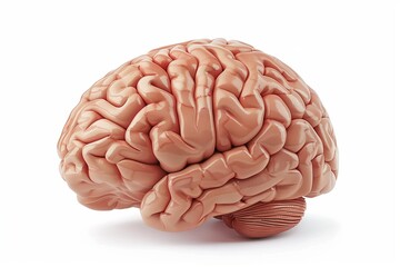style illustration of a human brain model on a white background, highly detailed with realistic