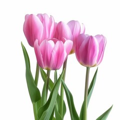 Fototapeta premium A Group of Pink Tulips With Green Stems