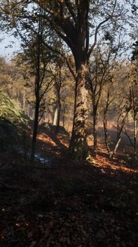 Misty morning in the woods