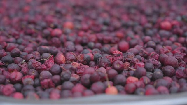 Phalsa, falsa, faalsa fruit