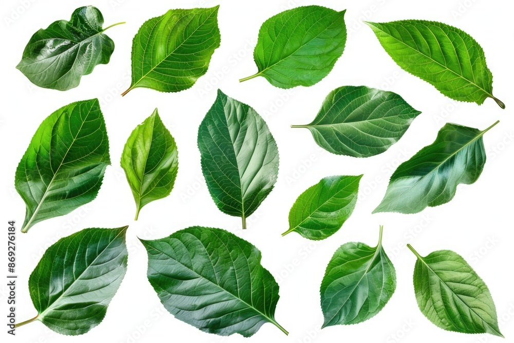 Poster a close-up shot of a collection of green leaves on a white background, ideal for use in design and i