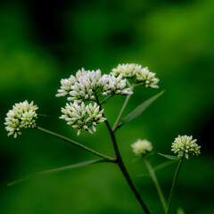 梅雨のど真ん中
