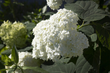 hydrangea flowers in flower during the summer months