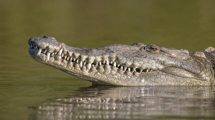 American crocodile head above water
