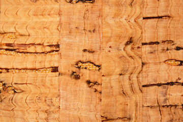 Macro photo of texture cork tree fabric 