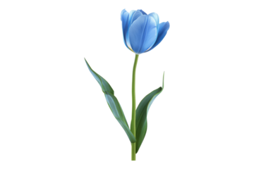 Blue tulip flower isolated on transparent background