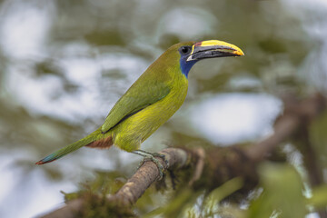 Emerald toucanet perched on branch