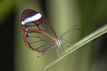 Glasswing butterfly Greta oto