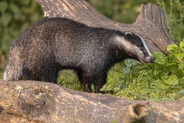 European badger foraging at night © creativenature.nl