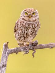 Litte owl with frog prey