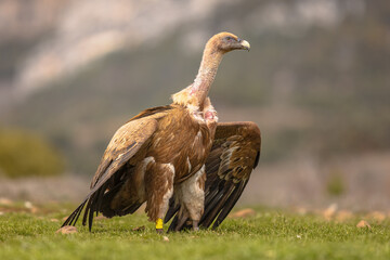 Griffon vulture on ground