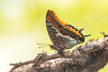 Pasha Beautiful butterfly on trunk