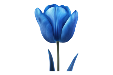 Blue tulip flower isolated on transparent background