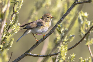 Willow warbler singing in willow tree