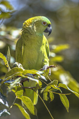 Yellow naped amazon parrot perched in tree