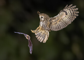 tawny owl catching bat in the air