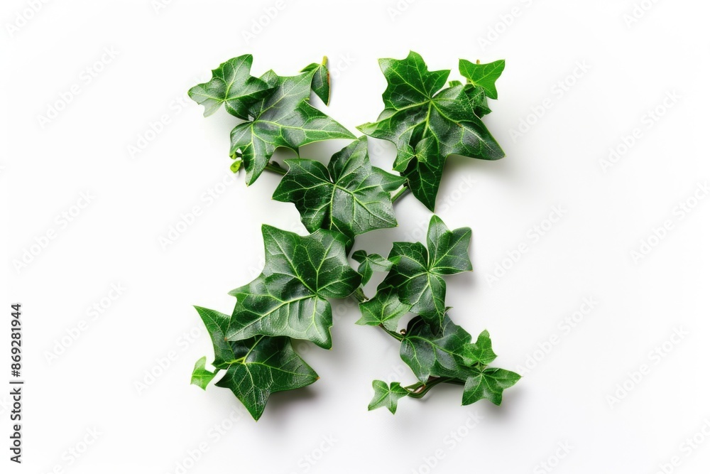Poster close-up shot of various sized clusters of green ivy leaves on a white background