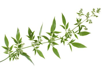 Obraz premium A detailed view of a plant's leaves with green color, suitable for botanical or educational use