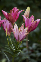 lilium provecho in flower during the summer months