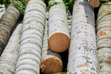 Wooden log timber cutting on field
