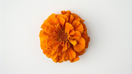 A single orange marigold, viewed from above against a white background