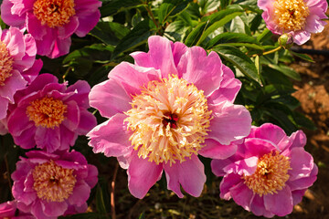 Fototapety na wymiar - Fototapeta24.pl