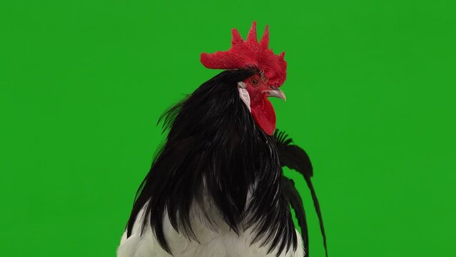 rooster looks in different directions on a green screen