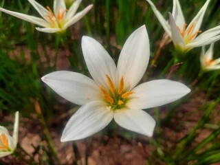 White crocus flowers close up photography