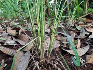 Spices plant grass Cymbopogon citratus or 'daun sereh' photography