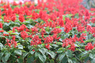 Red Salvia splendens Vista Red blooming in the flowerbed.