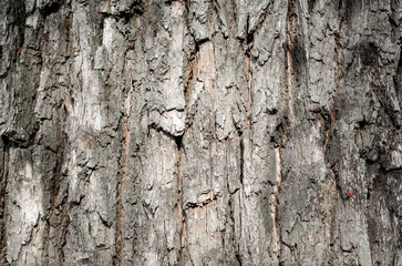 old tree trunk close up
