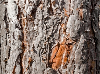 old tree trunk close up