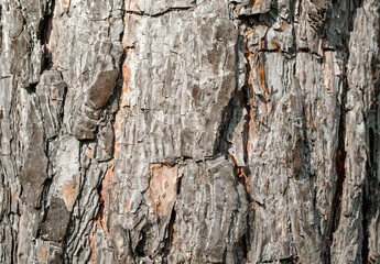 old tree trunk close up