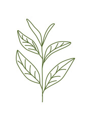 Outline tea branch isolated on white background. Hand drawn leaves and stems. Line art drawing of tea branch. Green and black tea. Logo, icon, doodle. Botanical sketch. Plant. Nature. 