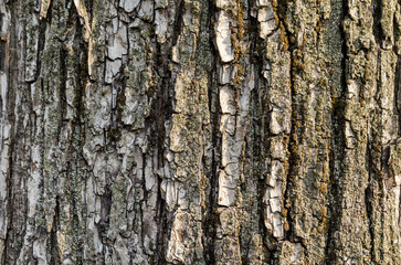 tree bark pattern in detail close up