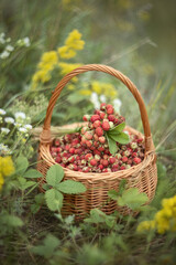 Still-life. Photo of wild strawberries in a basket.
