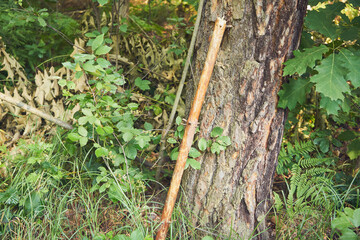 laska oparta o drzewo  © Marcin Łazarczyk