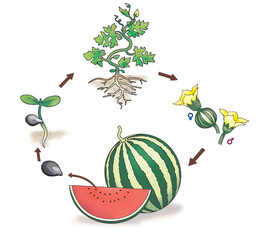 The growth cycle of watermelons tree.