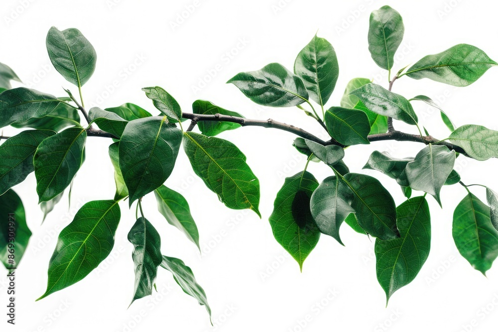 Poster a natural branch with green leaves on a plain white background, perfect for using as a placeholder o