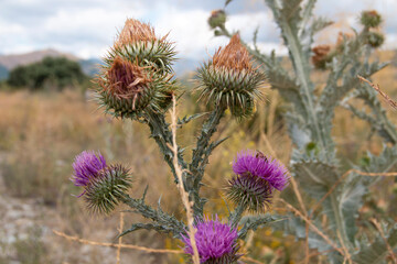 Onopordum illyricum commonly known as borriquero thistle belonging to the compositae family in different stages of flowering pollinated by honey insects