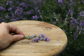 Caucasian female hand holds bunch of lavender flowers against blurred floral garden background. Vintage round wooden table. Eco gardening, lifestyle herbal concept. Natural still life.
