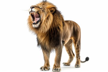 Obraz premium A portrait of an African lion leo looking at the camera on a clean png background, King hunter in the savanna, wildlife concept.