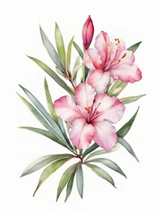 Fototapeta premium Nerium oleander flowers watercolor on white background, pink flowers