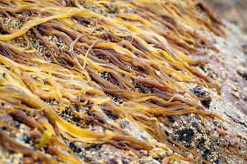 selective focus of Nemalion helminthoides algae on a rock at low tide in Galicia (Spain)